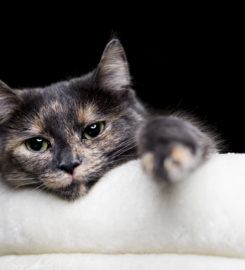 Lehmann Fotografie Köln